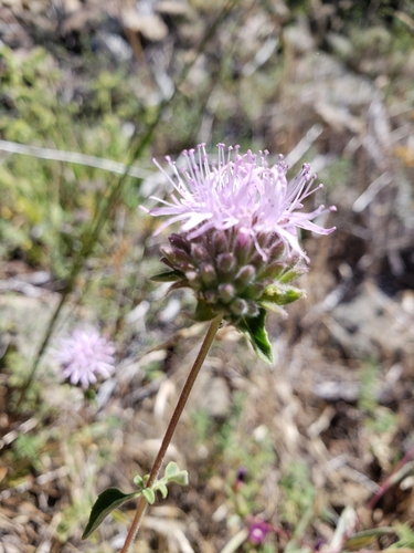 Monardella villosa (Coyote Mint)