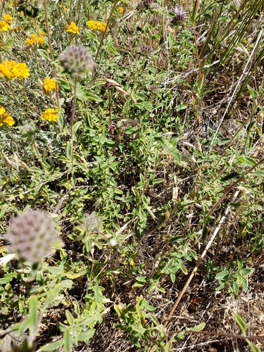 Monardella villosa (Coyote Mint) (alternate view 2)