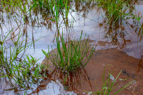 Eleocharis (spikerushes) (alternate view 4)