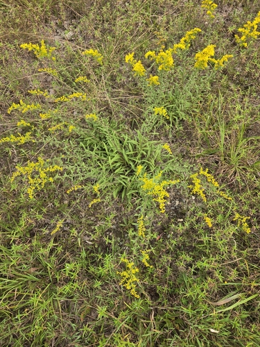 Solidago nemoralis (field goldenrod) (alternate view 5)