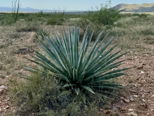 Agave palmeri (Palmer's agave) (alternate view 4)