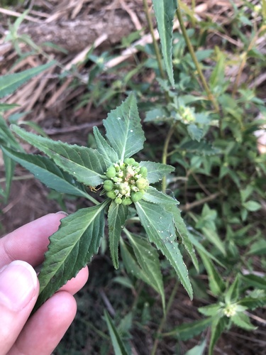 Euphorbia dentata (green poinsettia) (alternate view 10)