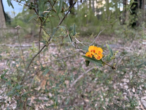 Podolobium ilicifolium (Prickly Shaggy Pea) (alternate view 3)