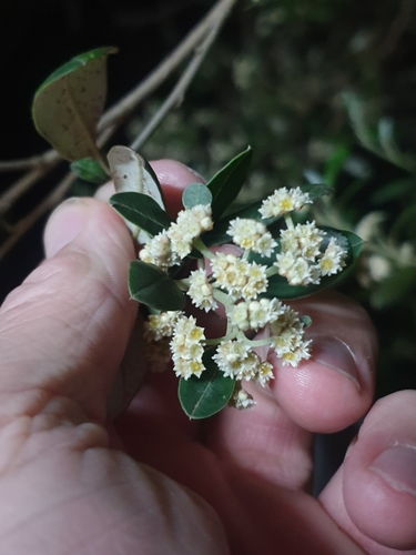 Spyridium globulosum (basket bush) (alternate view 2)