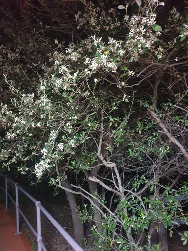 Spyridium globulosum (basket bush) (alternate view 3)
