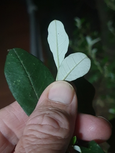 Spyridium globulosum (basket bush) (alternate view 4)