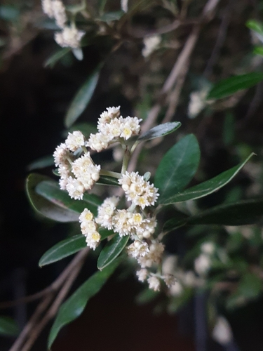 Spyridium globulosum (basket bush) (alternate view 5)