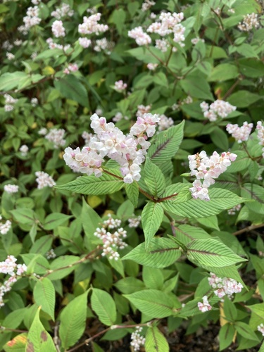 Koenigia campanulata (Lesser Knotweed) (alternate view 2)