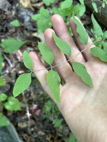 Symphoricarpos orbiculatus (coralberry)
