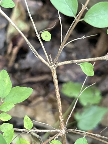 Symphoricarpos orbiculatus (coralberry)
