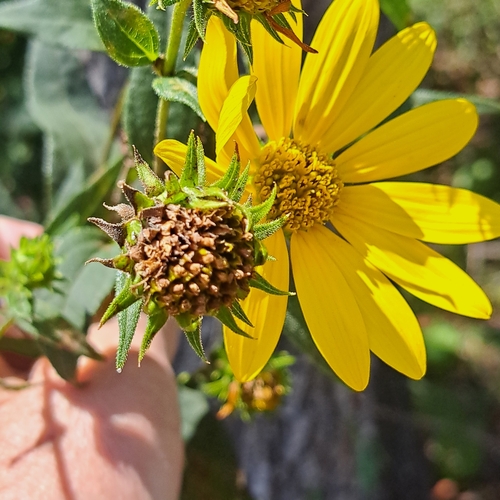 Helianthus strumosus (pale-leaved woodland sunflower)