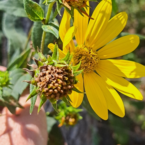 Helianthus strumosus (pale-leaved woodland sunflower) (alternate view 2)