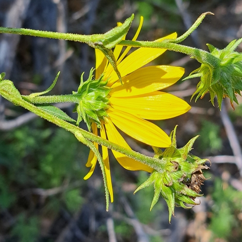 Helianthus strumosus (pale-leaved woodland sunflower) (alternate view 3)