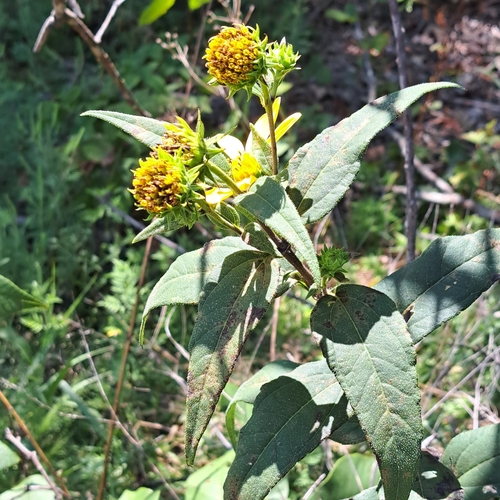 Helianthus strumosus (pale-leaved woodland sunflower) (alternate view 4)