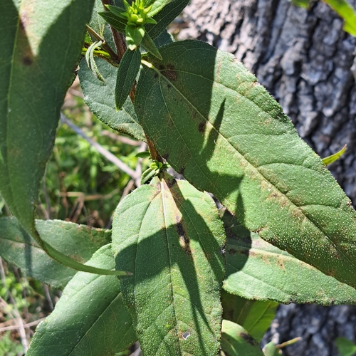 Helianthus strumosus (pale-leaved woodland sunflower) (alternate view 5)