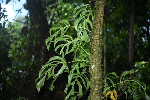 Monstera (alternate view 4)
