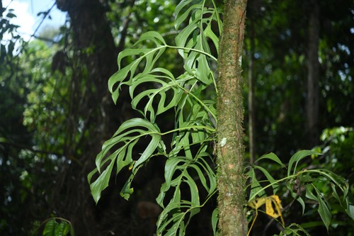 Monstera (alternate view 5)