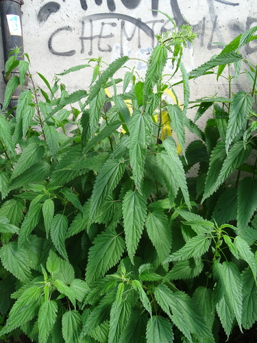 Urtica dioica (stinging nettle)