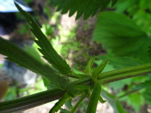 Urtica dioica (stinging nettle) (alternate view 2)