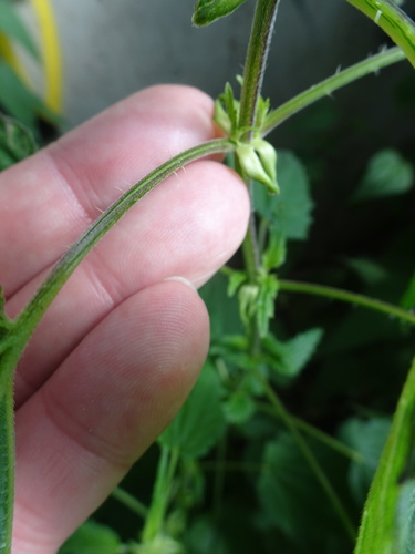 Urtica dioica (stinging nettle) (alternate view 3)