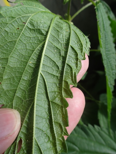 Urtica dioica (stinging nettle) (alternate view 4)