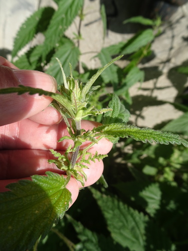 Urtica dioica (stinging nettle) (alternate view 5)