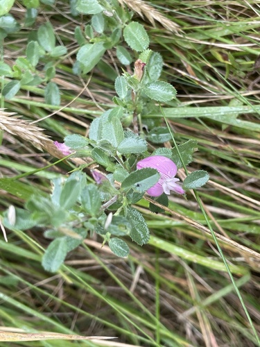Ononis spinosa (Spiny restharrow)