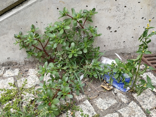 Portulaca (purslanes)