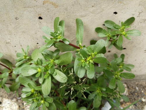 Portulaca (purslanes) (alternate view 2)