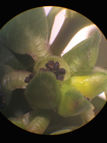 Portulaca (purslanes) (alternate view 5)