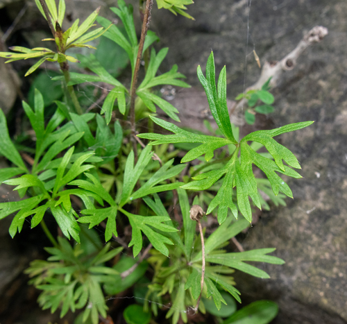 Anemone multifida (alternate view 9)
