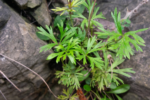Anemone multifida (alternate view 10)