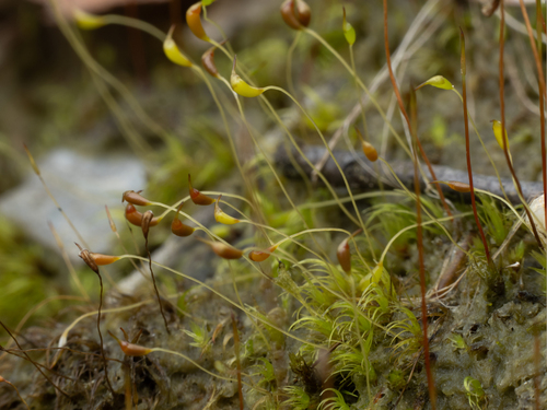 Dicranella heteromalla (Silky Forklet-moss)