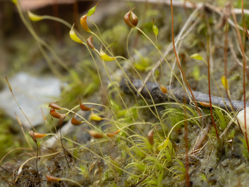 Dicranella heteromalla (Silky Forklet-moss)