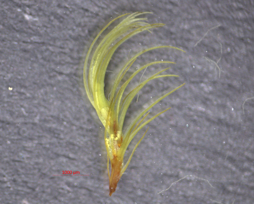 Dicranella heteromalla (Silky Forklet-moss)