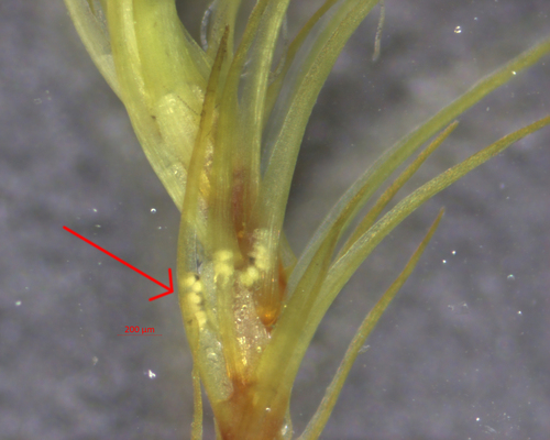Dicranella heteromalla (Silky Forklet-moss)
