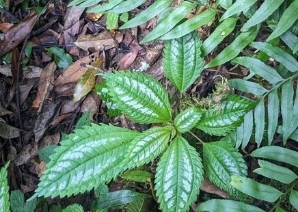 Pilea matsudae