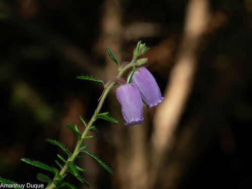 Daboecia cantabrica (Irish Heath) (alternate view 3)
