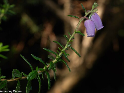 Daboecia cantabrica (Irish Heath) (alternate view 4)
