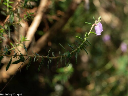 Daboecia cantabrica (Irish Heath) (alternate view 5)