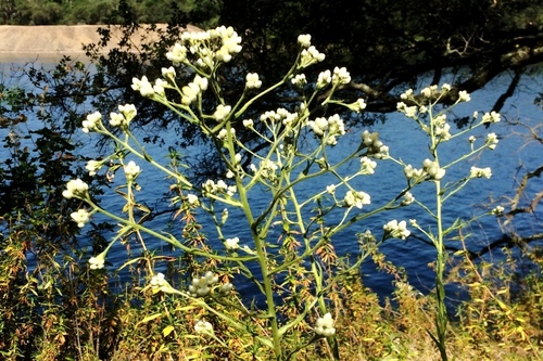 Pseudognaphalium californicum (California cudweed) (alternate view 9)