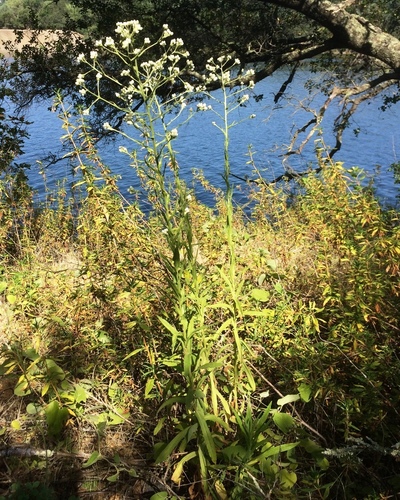 Pseudognaphalium californicum (California cudweed) (alternate view 10)