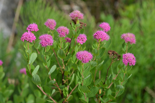 Spiraea splendens (Subalpine Spiraea) (alternate view 2)