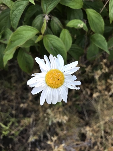 Leucanthemum maximum (max chrysanthemum)