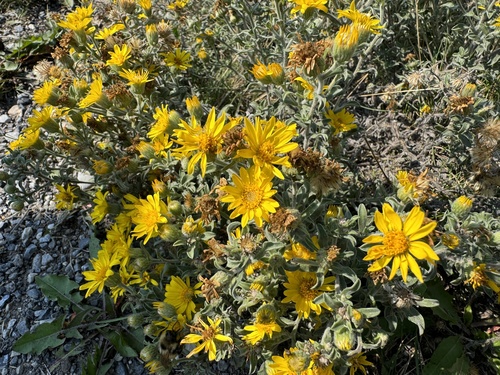 Heterotheca villosa (Hairy Gold Aster) (alternate view 3)