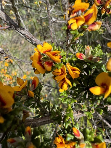 Pultenaea scabra (Rough Bush-pea) (alternate view 4)