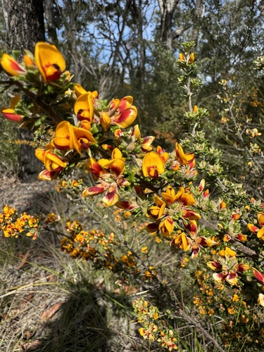 Pultenaea scabra (Rough Bush-pea) (alternate view 5)