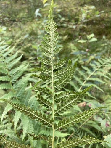 Oreopteris limbosperma (Lemon-scented Fern) (alternate view 2)