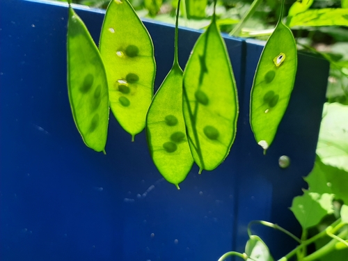 Lunaria rediviva (alternate view 3)