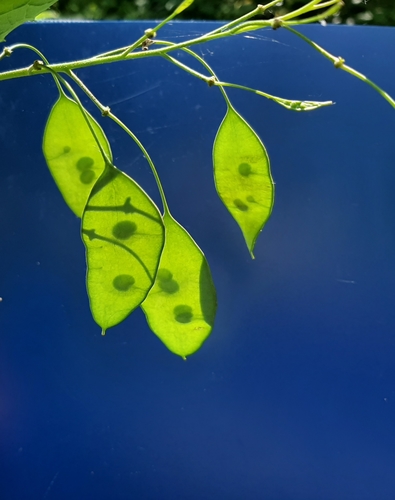 Lunaria rediviva (alternate view 4)